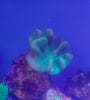 ウネタケキノコ　美グリーン　（M）　沖縄産