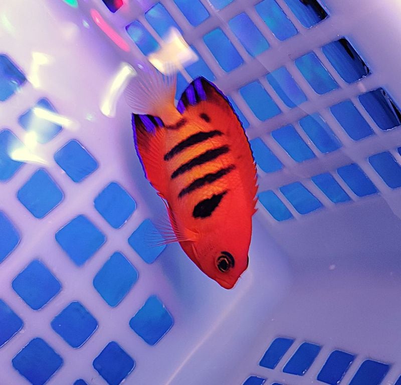 Xmas�����ե�ݥ२�󥼥롡��6-9�ѡ���Ķ�ò����䡡��