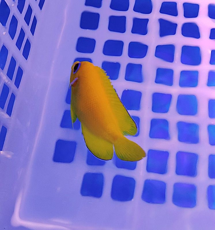 ����ԡ��롡��6-9�����塡�����ꥹ�ޥ���������߸�