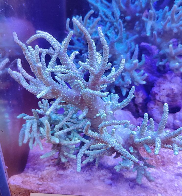 ��ʥ��ȥ��������꡼�󡡡���M�ˡ������컺