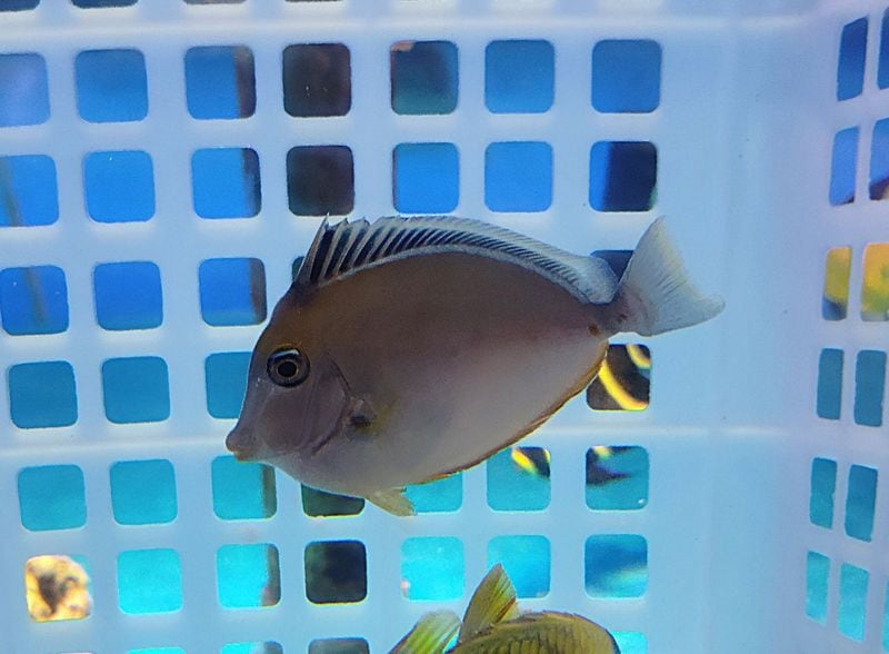 �ߥ䥳�ƥ󥰥ϥ���7-11�����塡���г���