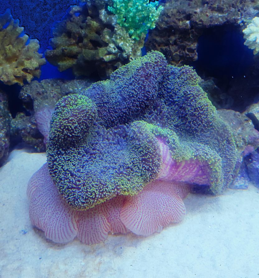 アラビアンハタゴ グリーン （XXL） 40㎝前後 沖縄産 < ハタゴ