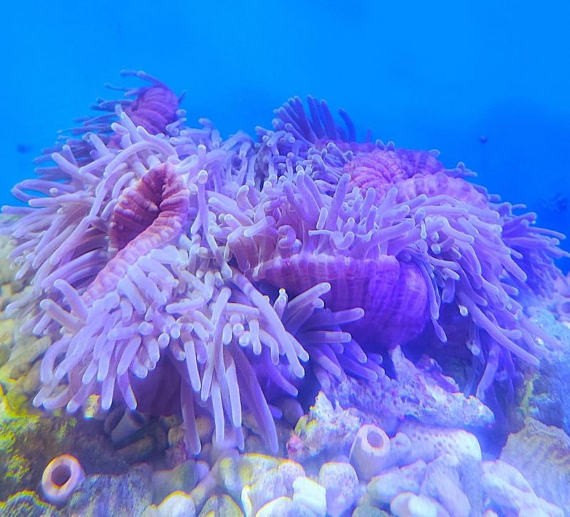 センジュイソギンチャク パープル （LL） 石垣産 < センジュ