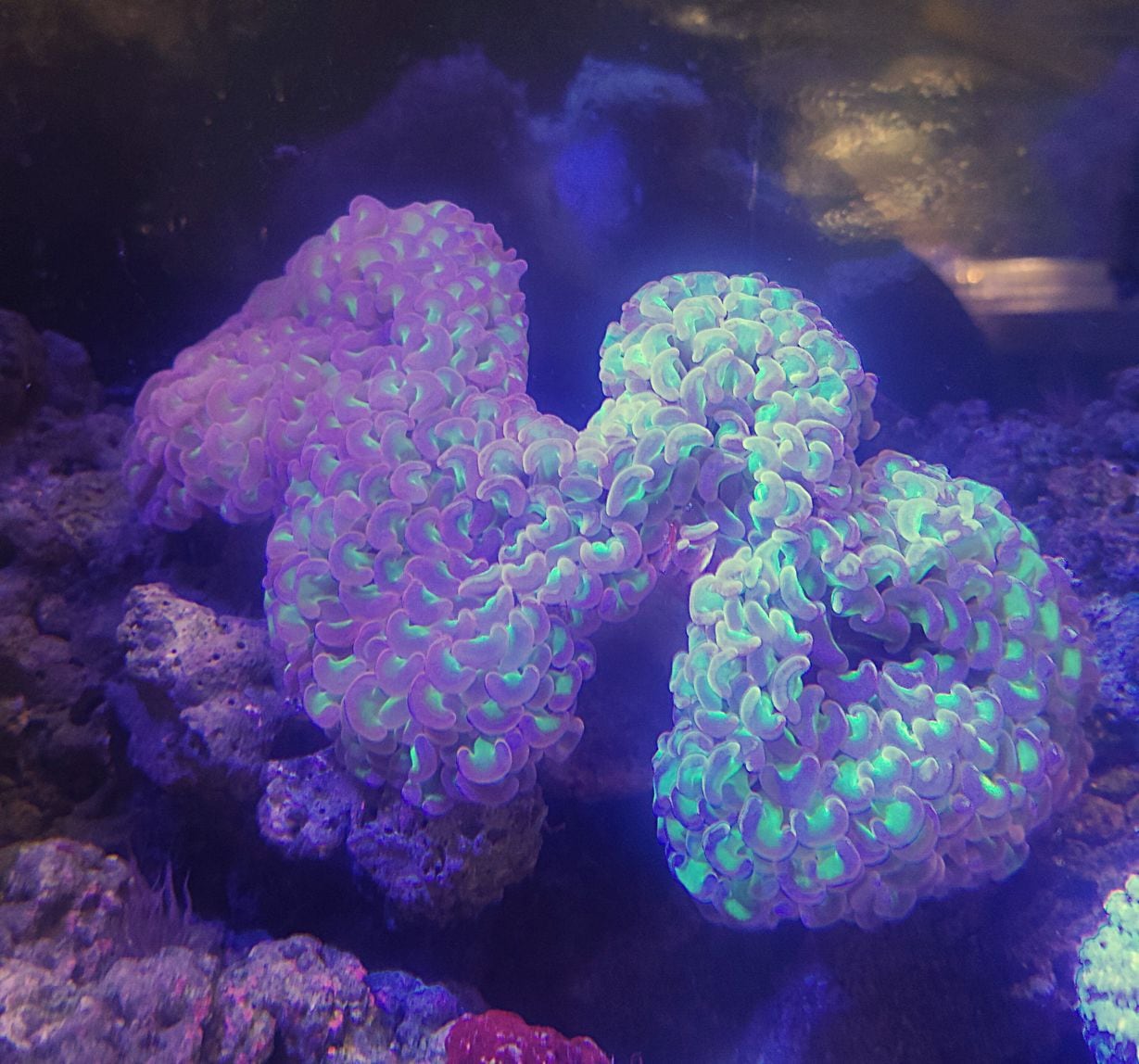 ナガレハナサンゴ グリーン （L-LL） < ハードコーラル各種 | アクア