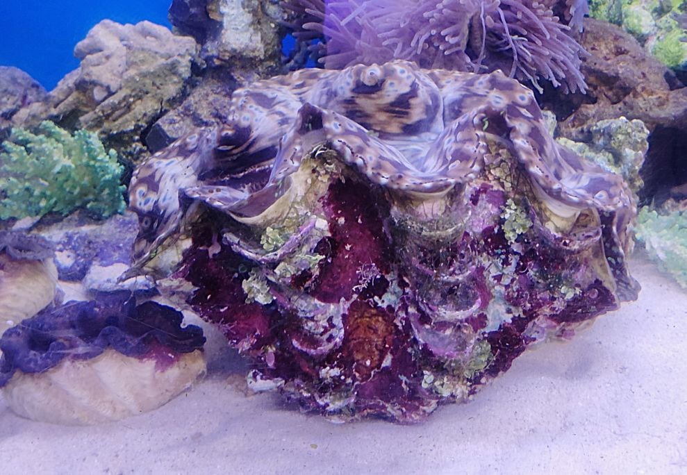 オオシャコガイ 30㎝前後 （ヒレも込みで） 沖縄産 （数年に一回ほど