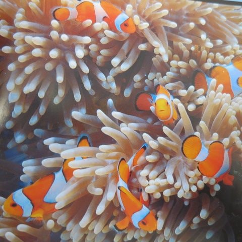 100ɤ���åȡ���pacificocean�������쥯�ޥΥߡ�2-4�ѡ�����������ץ�