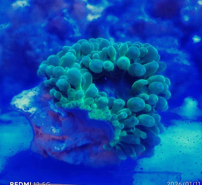 ���ޥ�����������������㥯�����꡼�󡡡����컺������S��