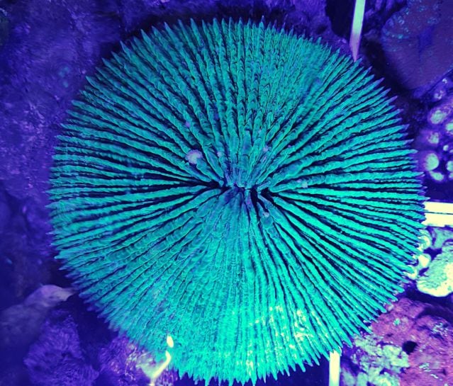 �����ӥ饤�������꡼�󡡡���LL�ˡ�12-13��