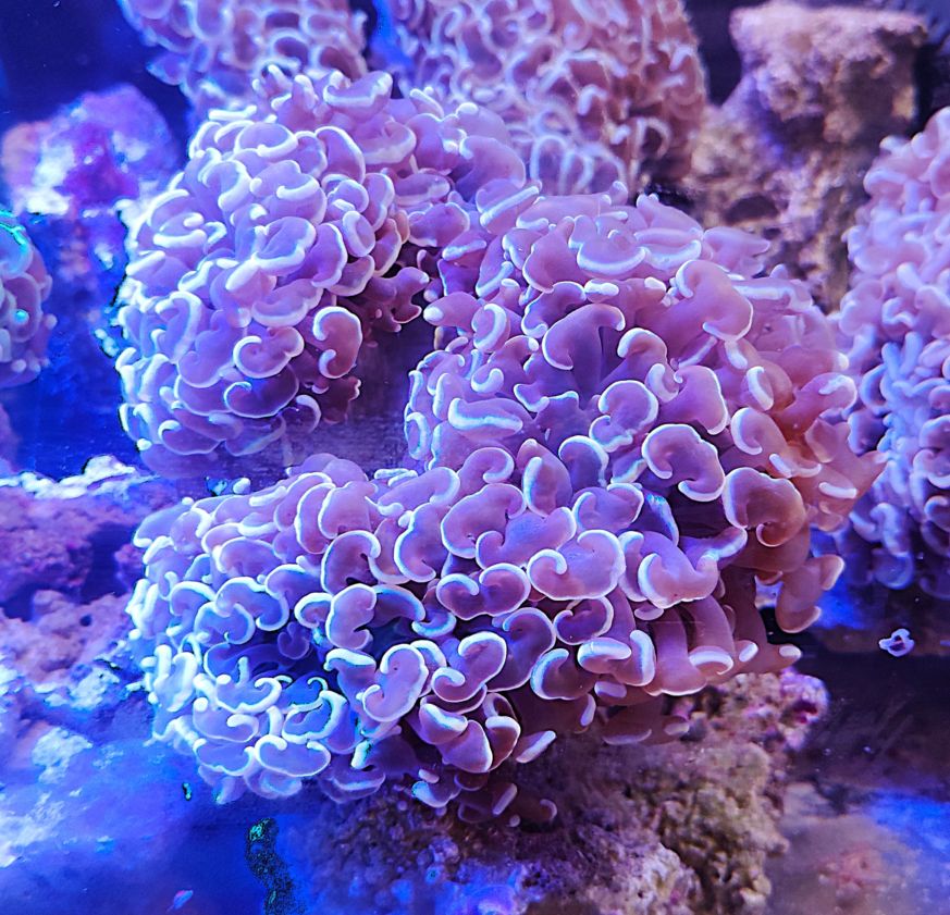 ナガレハナサンゴ オレンジトップ （L） < すべての商品 | アクア