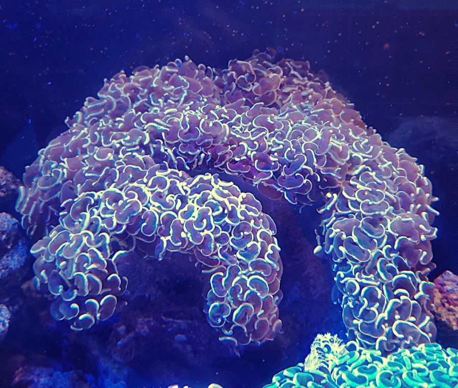 ナガレハナサンゴ オレンジトップ （XL） < サンゴ | アクアマリン