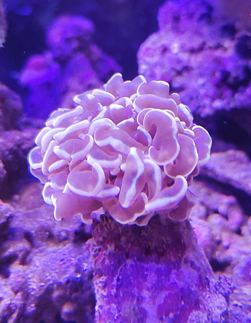 ナガレハナサンゴ イエロートップ （SM） < サンゴ | アクアマリン