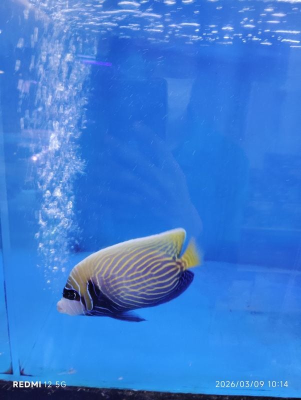 �Х껺�����ƥ��ޥ�����㥯������13-15�ѡ���Ķ�ò����䡡��