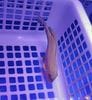 �г��绺���˥��ϥ����졡��������13-15��