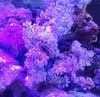 ���ߥ����ߡ��ۥ磻�ȡ���LL�ˡ����컺