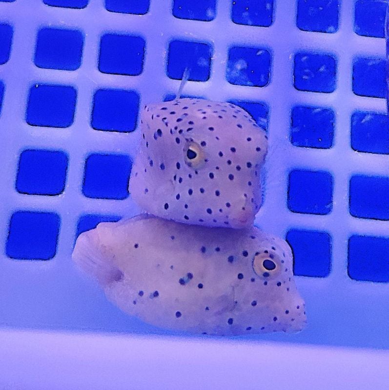 �ߥʥߥϥ��ե�����4-7�����塡�����컺
