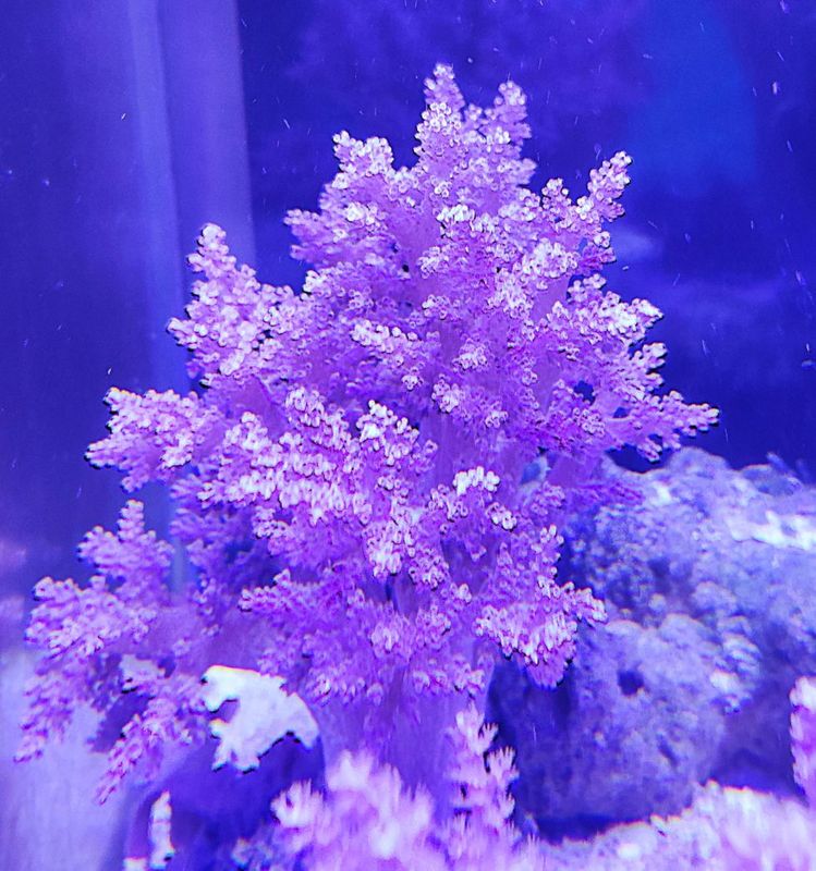 �����ߥȥ������ѡ��ץ롡��M�ˡ����컺����
