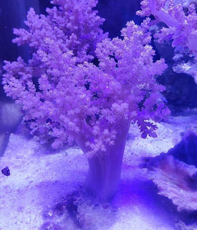 �����ߥȥ������ѡ��ץ롡��M�ˡ����컺����