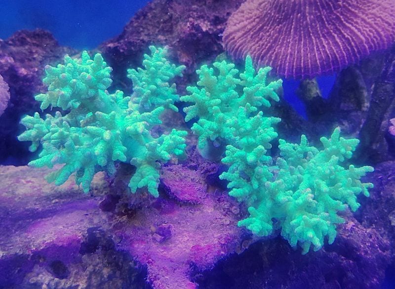 ��勵���������������ˡ����ָ����꡼�󡡡���LL�ˡ����컺