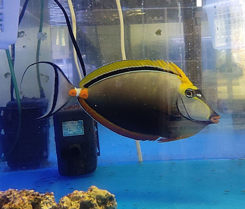 ����ɥߥ䥳�ƥ󥰥ϥ���������ɻ�����23-25��