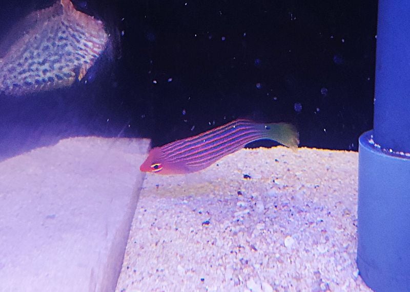 �˥�����Υ�������4-6�����塡�����컺