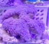 �ʥ���ϥʥ��󥴡��ѡ��ץ롡��L��