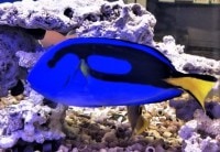 ���컺���ʥ�襦�ϥ����졡��10-15��