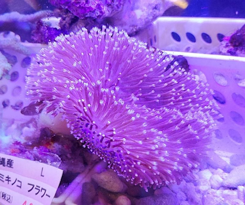 ���ߥ��Υ������ե�������L�ˡ������컺