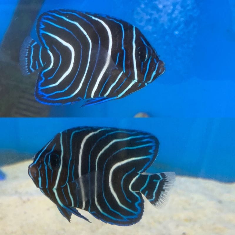 �г��绺�������ʥߥ�å����졡��7-12�ѡ���