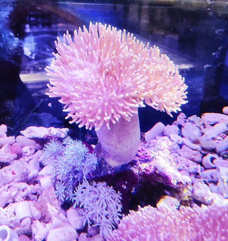 ���ߥ����ߡ�MS�ˡ��ܡ������ߥ��Υ���M�ˡ����컺