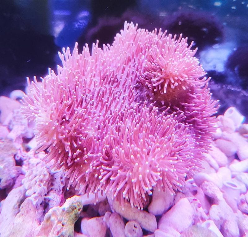 ���ߥ��Υ���M�ˡ����컺����