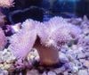 ���ߥ��Υ�����M�ˡ����컺����