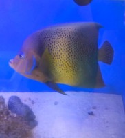 沖縄産サザナミヤッコ　　　23-25前後　