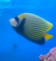 沖縄産　タテジマキンチャクダイ　　　10-15前後　　