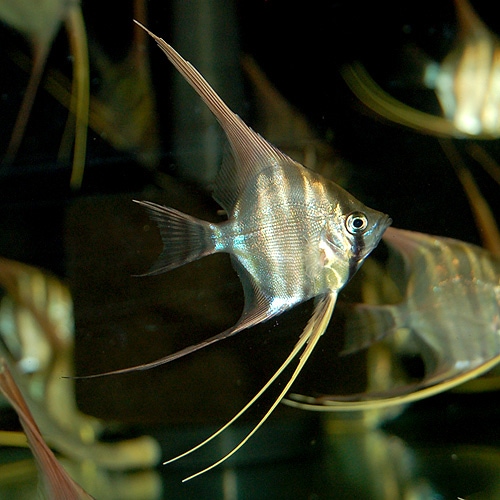 アルタムエンゼル M Mlサイズ 3匹 熱帯魚 熱帯魚 エビ エンゼル 熱帯魚 海水魚 通販ショップ アクアライズ