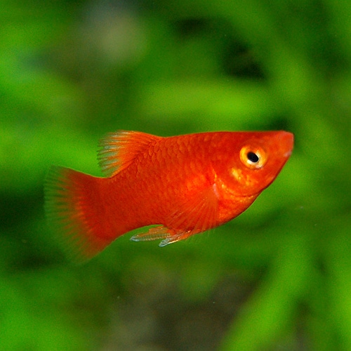 プラティー赤系 S Smサイズ Mix 5匹 4匹 1匹サービス 熱帯魚 熱帯魚 エビ ラスボラ 他小型魚 熱帯魚 海水魚 通販ショップ アクアライズ プラティー赤系 S Smサイズ Mix 5匹 4匹 1匹サービス 熱帯魚 熱帯魚 エビ ラスボラ 他小型魚 熱帯魚 海水魚 通販ショップ アクアライズ