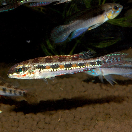 チェッカーボードシクリッド M～MLサイズ 5匹（熱帯魚) | 熱帯魚・エビ