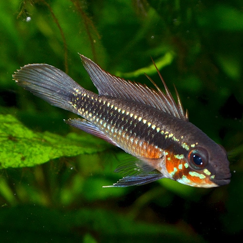 ノエビア Ap エリザベサエ・トゥッカーノ 1Pr ワイルド個体 (熱帯魚