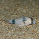 Co.å㡼ʥ磻ɡˡǮӵ