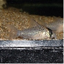 Co.ȥڥ륽ʡʥ磻ɡˡǮӵ