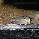 Co.ȥڥ륽ʡʥ磻ɡ3ɤǮӵ