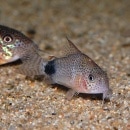 Co.ǥޥ顼ʥ磻ɡˡǮӵ