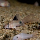 Co.󥰥եѥʥ֥꡼ɡ3ɤǮӵ