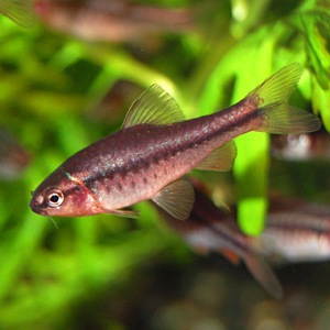 チェリーバルブ 合計1匹 (熱帯魚) | 熱帯魚・エビ,ラスボラ・他小型魚