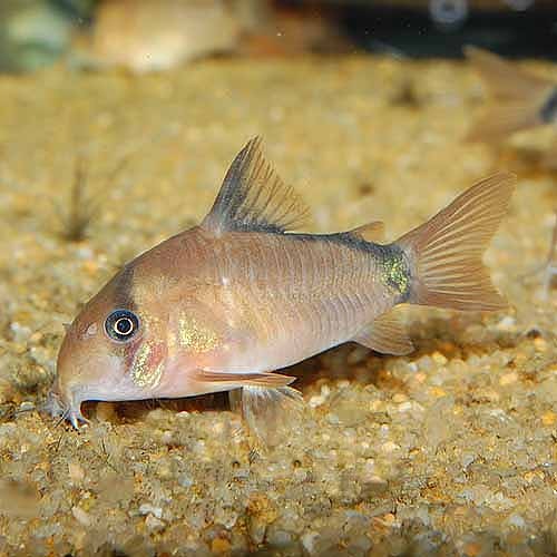 Co メタエ 3匹 熱帯魚 熱帯魚 エビ コリドラス 熱帯魚 海水魚 通販ショップ アクアライズ