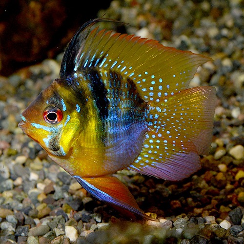 バルーンラム Lサイズ 1匹 熱帯魚 熱帯魚 エビ アピスト ドワーフ 熱帯魚 海水魚 通販ショップ アクアライズ