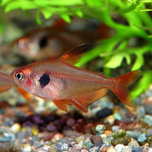 レッドファントムテトラ 10匹 8匹 2匹サービス 熱帯魚 熱帯魚 エビ カラシン テトラ 熱帯魚 海水魚 通販ショップ アクアライズ レッドファントムテトラ 10匹 8匹 2匹サービス 熱帯魚 熱帯魚 エビ カラシン テトラ 熱帯魚 海水魚 通販ショップ アクアライズ