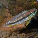 Ap�����������������쥤����1Pr���ȣף����(Ǯ�ӵ�)