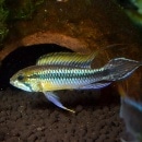 Ap������������ ���֥롼ML��L��������1Pr���ȥڥ롼��w����ɡ�(Ǯ�ӵ�)