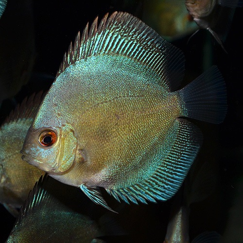 ブルーダイヤモンドディスカス S Smサイズ 1匹 熱帯魚 熱帯魚 エビ エンゼル 熱帯魚 海水魚 通販ショップ アクアライズ