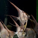 ���륿�२�󥼥롡ML��L��������1ɤ (Ǯ�ӵ�)